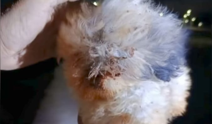  Bombeiros resgatam cão que havia caído em um buraco de 9 metros